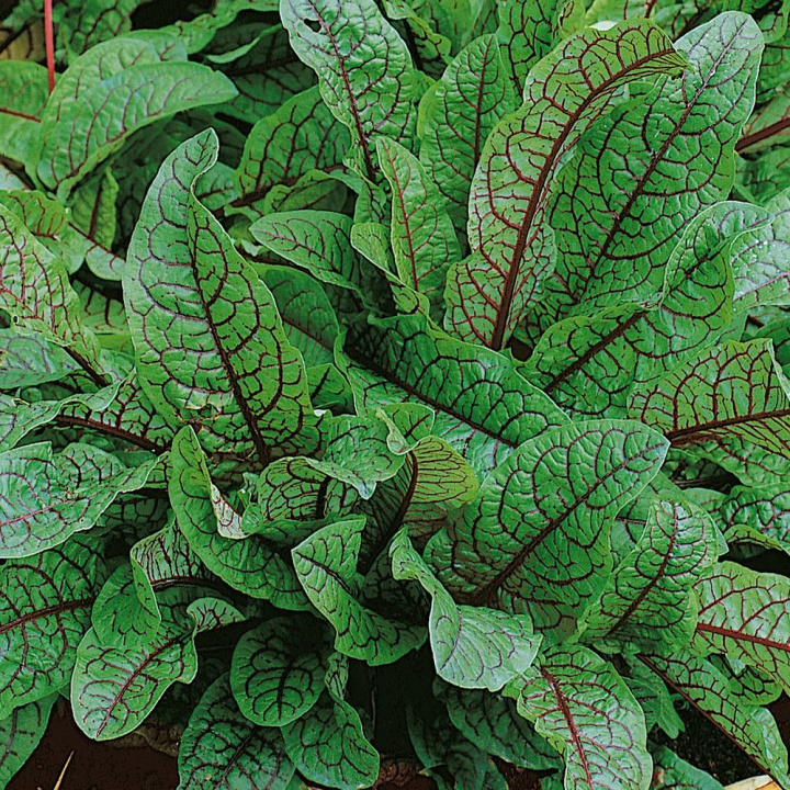 Cierń czerwonożyłkowy, dekoracyjna roślina liściasta z rozetami zielonych liści z czerwonymi żyłkami.