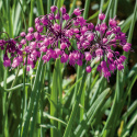 Cebula preriowa, zwisające, różowo-fioletowe/białe dzwonki w szerokich, eleganckich gronach.