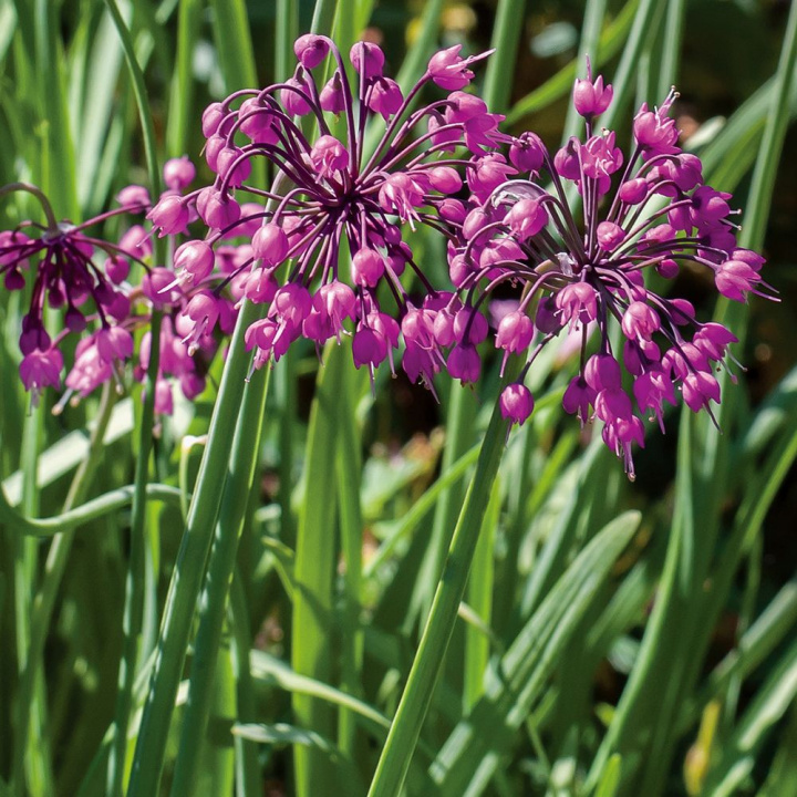 Cebula preriowa, zwisające, różowo-fioletowe/białe dzwonki w szerokich, eleganckich gronach.
