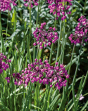 Cebula preriowa, zwisające, różowo-fioletowe/białe dzwonki w szerokich, eleganckich gronach.