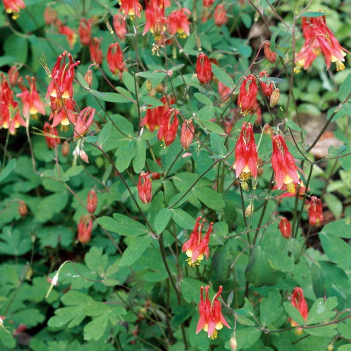 Orlik szkarłatny, płomiennoczerwone i żółte kwiaty z gęsto zakrzywionymi ostrogami.