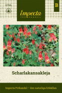 Orlik szkarłatny, płomiennoczerwone i żółte kwiaty z gęsto zakrzywionymi ostrogami.