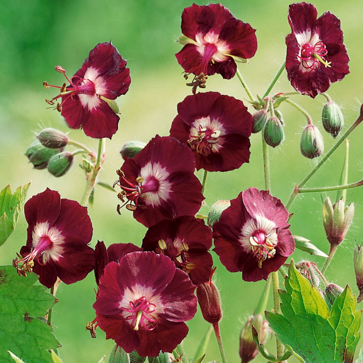 Brunnäva, Geranium o głęboko purpurowych kwiatach na tle delikatnie pierzastych liści.