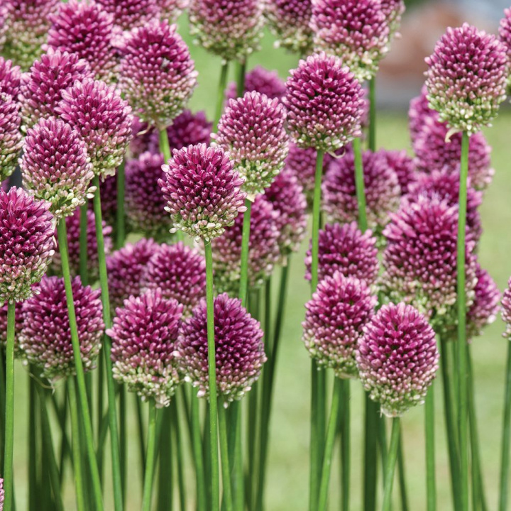 Kwiat cebulowy, ozdobna cebula z pionowymi, ciemnofioletowymi kwiatostanami.