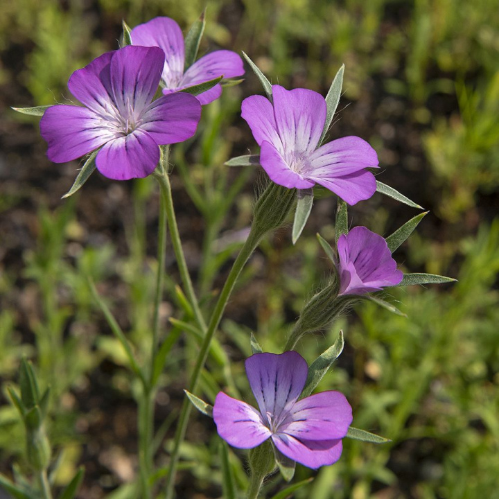 Ubrany, czerwonofioletowy, prążkowane kwiaty. Owłosione, długie, rozpostarte liście. Rzadki gatunek.