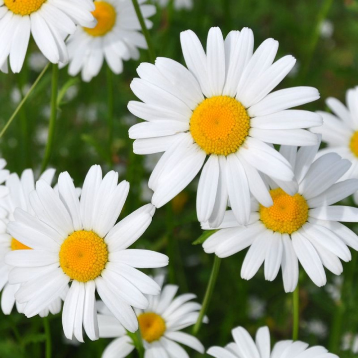 Margaritka, białe płatki i żółte środki. Zaokrąglone liście w rozetce, ząbkowane liście łodygowe