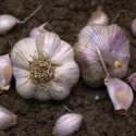 Czosnek 'Primor', bardzo wczesna odmiana. Tworzy nieco mniejsze cebule z jasno-różowymi ząbkami i piękną fioletowo-paskowaną łuską.