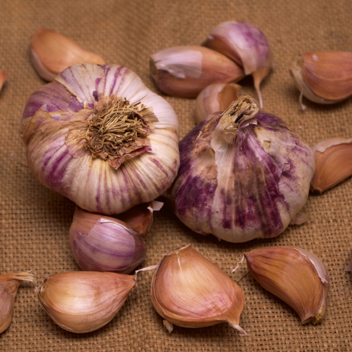 Czosnek 'Germidour', odmiana średnio wczesna. Daje duże główki z ładną fioletowo prążkowaną skórką oraz łuski o brązowym odcieniu, łagodne i aromatyczne.
