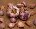 Czosnek 'Germidour', odmiana średnio wczesna. Daje duże główki z ładną fioletowo prążkowaną skórką oraz łuski o brązowym odcieniu, łagodne i aromatyczne.
