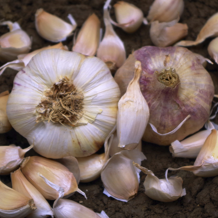 Czosnek 'Thermidrôme', znana, niezawodna i pewna w uprawie odmiana. Daje duże, białe główki z fioletowymi prążkami.