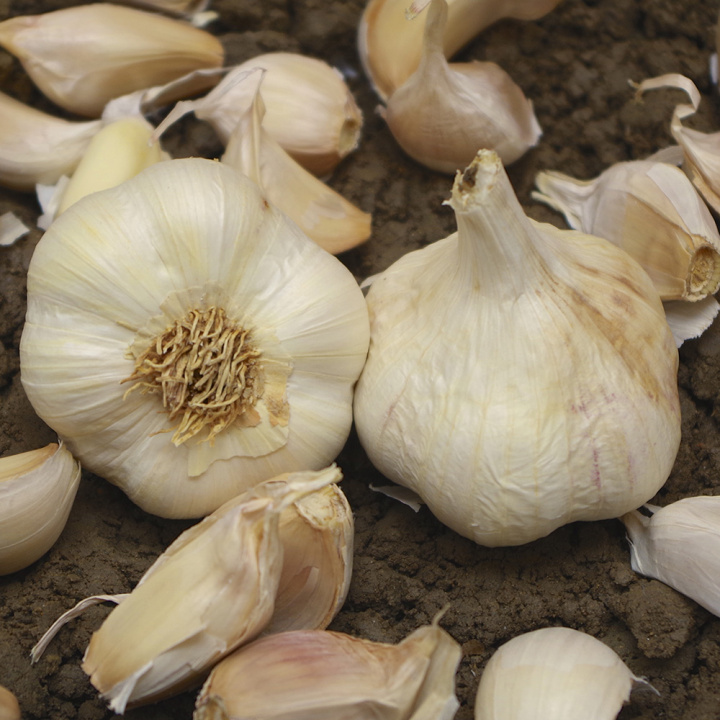 Czosnek 'Sabadrôme', typ francuski. Wczesno-średniowczesna odmiana. Rozwój popularnej odmiany 'Thermidrôme'.