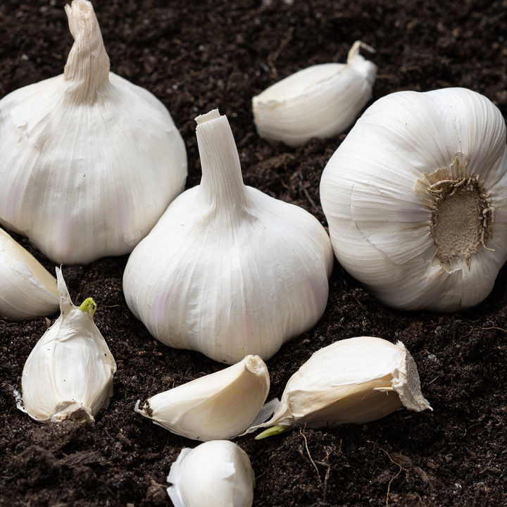 Czosnek 'Rustisem', bardzo wytrzymała odmiana o silnym systemie korzeniowym, który bardzo dobrze radzi sobie w klimacie nordyckim.