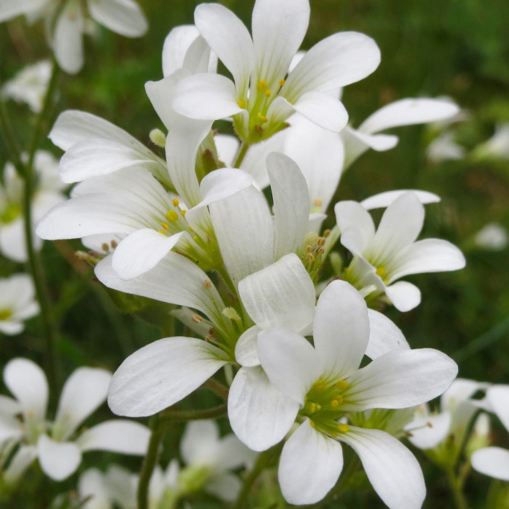 Migdałowiec, grona białych kwiatów o zapachu migdałów. Roszetki liści przy ziemi.