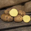 Ziemniaki sadzeniowe ''''Maria'''', Okrągłe bulwy z żółtą skórką i jasnożółtym miąższem.