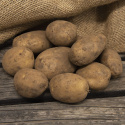 Ziemniaki sadzeniowe ''''Maria'''', Okrągłe bulwy z żółtą skórką i jasnożółtym miąższem.