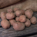 Ziemniaki sadzeniowe ''''''''''''''''Early Rose'''''''''''''''' 1 kg, trochę mączysty ziemniak