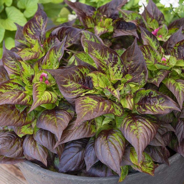 Kwiat aksamitki 'Sol Gekko Green' z liśćmi zmieniającymi kolor z zielonego na fioletowobrązowy