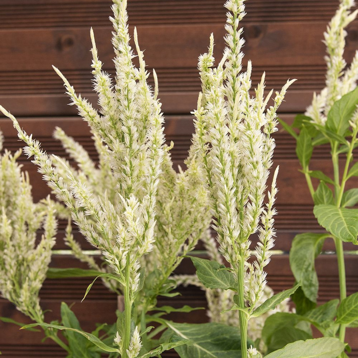 Piórkówka ''''Niedzielna Zieleń''''