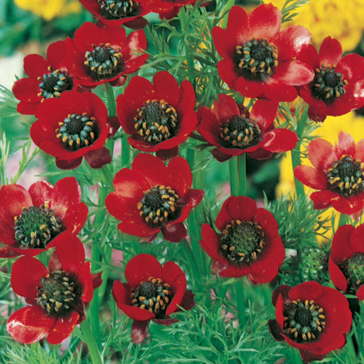 Letni adonis, jasno czerwone małe kwiaty z czarnym oczkiem. Dekoracyjny, delikatnie powcinane liście.