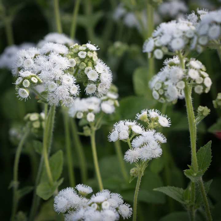 Ageratum-Dondo White doskonale nadaje się na roślinę centralną w rabatach i skrzynkach na kwiaty.