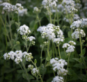 Ageratum-Dondo White doskonale nadaje się na roślinę centralną w rabatach i skrzynkach na kwiaty.