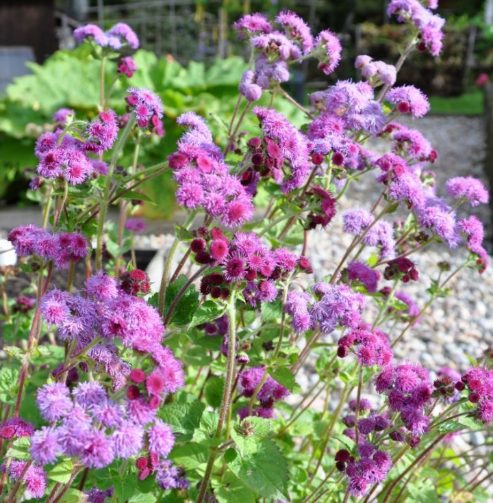Ageratum 'Red Cutting' jest ładny w letnich mieszanych bukietach i można go również suszyć.