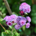 Ageratum 'Red Cutting' jest ładny w letnich mieszanych bukietach i można go również suszyć.
