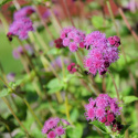 Ageratum 'Red Cutting' jest ładny w letnich mieszanych bukietach i można go również suszyć.