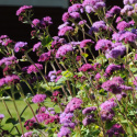 Ageratum 'Red Cutting' jest ładny w letnich mieszanych bukietach i można go również suszyć.