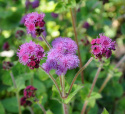 Ageratum 'Red Cutting' jest ładny w letnich mieszanych bukietach i można go również suszyć.