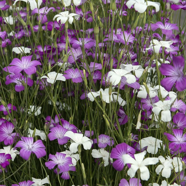 Letnia sukienka ''''Queen Formula mix''''