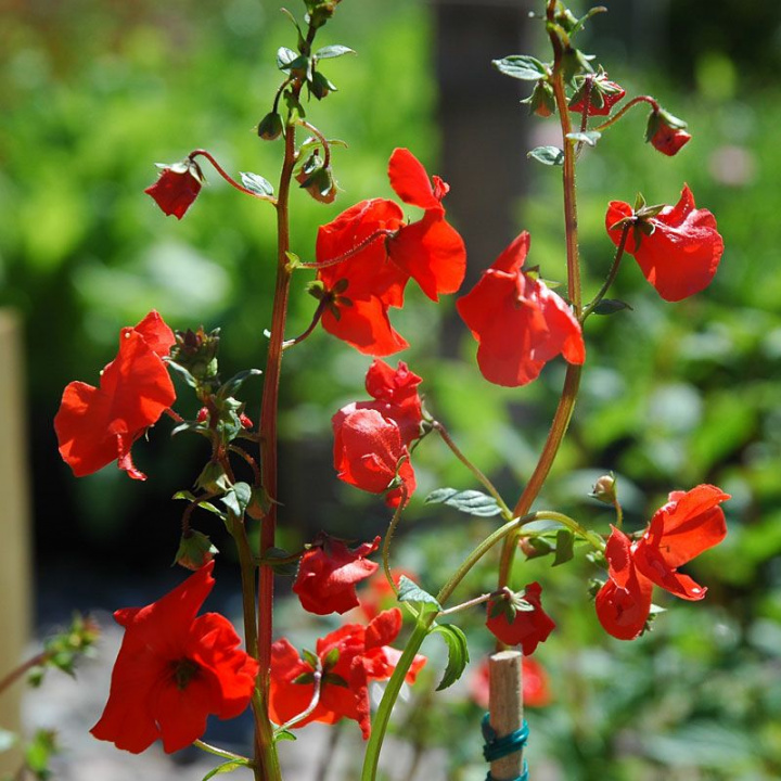 Eldblomma 'Rebel', ogniste czerwone kwiaty w delikatnych gronach, zielone liście. Czerwona łodyga.