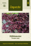 Höblomster 'Purple Lady', okrywa gruntowa z bordo liśćmi i łodygami.