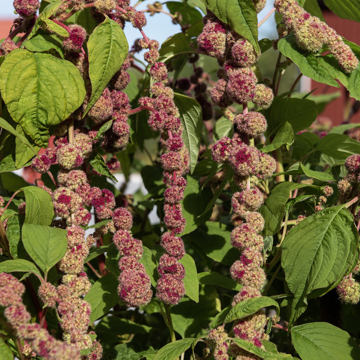 Rävsvans 'Mira', dramatyczny i efektowny element przyciągający wzrok w rabacie lub dużych bukietach. Dekoracyjne także jako suszone.