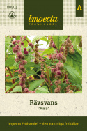 Rävsvans 'Mira', dramatyczny i efektowny element przyciągający wzrok w rabacie lub dużych bukietach. Dekoracyjne także jako suszone.