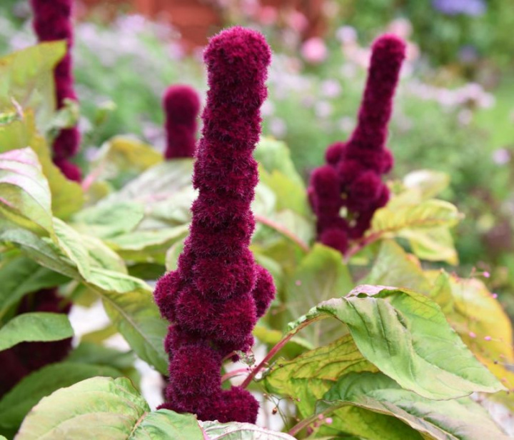 Blodamarant 'Elephant Head', mocne pędy w ciemnoczerwonym kolorze na dużych liściach.