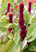 Blodamarant 'Elephant Head', mocne pędy w ciemnoczerwonym kolorze na dużych liściach.