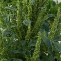 Amarant 'Green Thumb', dekoracyjne jasnozielone, gęste, wzniesione wiechy kwiatowe nad liśćmi.
