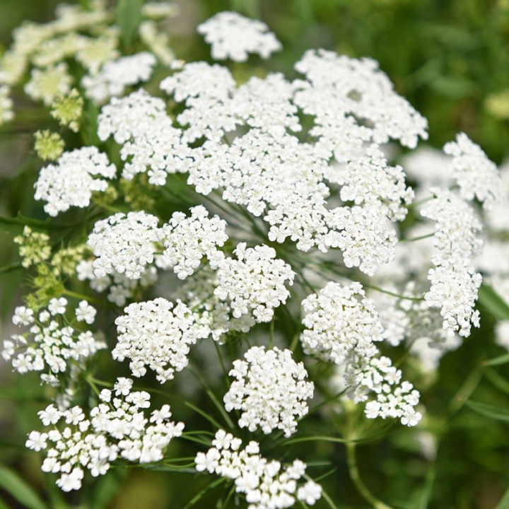 Ślazówka, biała, kwiaty w kształcie koronki tworzące duże kwiatostany nad liśćmi.