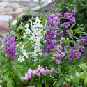 Angelonia F1 'Serena', białe, różowe i purpurowe kwiaty.