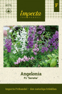 Angelonia F1 'Serena', białe, różowe i purpurowe kwiaty.