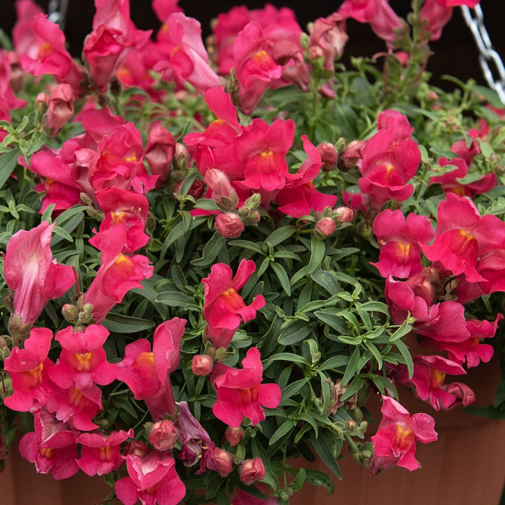 Lejongap F1 'Candy Showers Rose', Jasnoróżowe kwiaty o żółtym gardzieli.