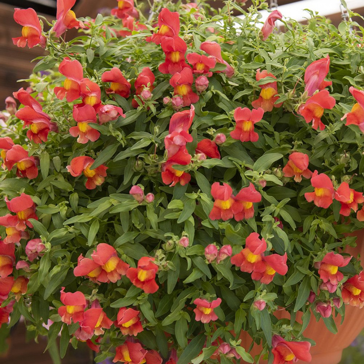 Szczawik F1 ''''Candy Showers Orange''''