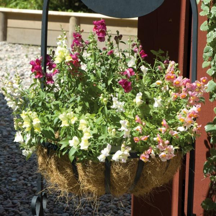 Lejongap F1 'Pola', kwiaty w kolorze bordowym, różowym, łososiowym, żółtym i białym.