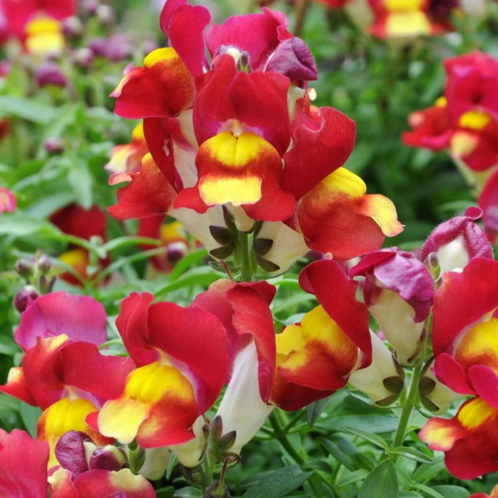 Antirrhinum F1 'Snappy Red & Yellow', czerwone kwiaty z jasnożółtym gardłem.