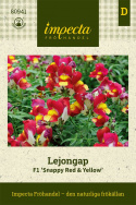 Antirrhinum F1 'Snappy Red & Yellow', czerwone kwiaty z jasnożółtym gardłem.