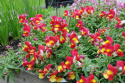 Antirrhinum F1 'Snappy Red & Yellow', czerwone kwiaty z jasnożółtym gardłem.