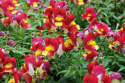 Antirrhinum F1 'Snappy Red & Yellow', czerwone kwiaty z jasnożółtym gardłem.