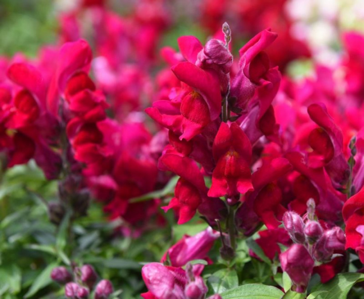 Lejongap F1 'Snappy Violet', Głębokie malinowoczerwone jednobarwne kwiaty.