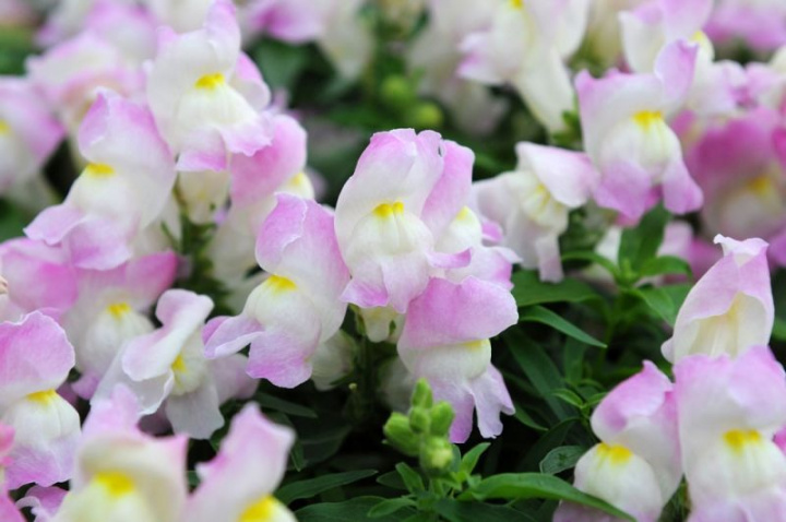 Lejongap F1 'Snappy Lavender Blush', Białe kwiaty z różowym odcieniem.